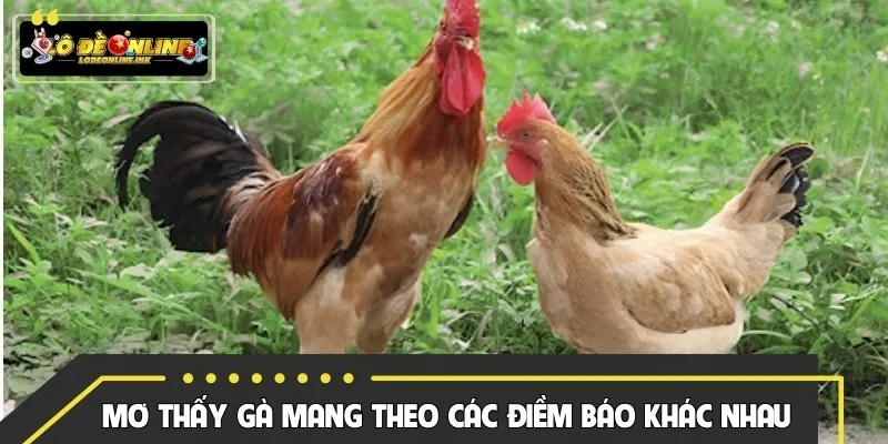 Mơ thấy gà mang theo các điềm báo khác nhau
